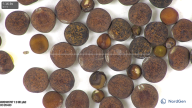 column seed
