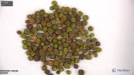 seed