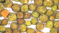 column seed