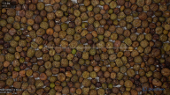 seed