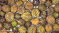 column seed