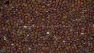 seed