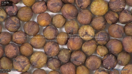 column seed