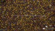 seed