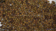 seed