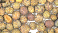 column seed