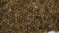seed