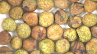 column seed