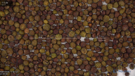seed