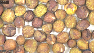column seed