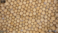 seed