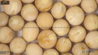 column seed