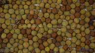 seed