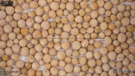 seed