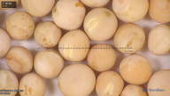 column seed