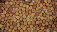 seed