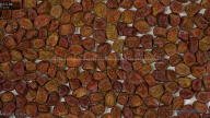 seed