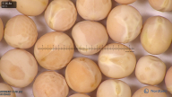 column seed