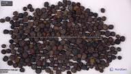 seed
