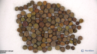 seed