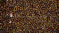 seed