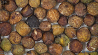 column seed