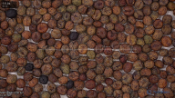 seed
