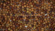 seed