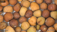 column seed