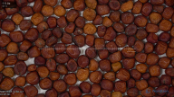 seed