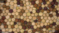 seed