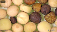 column seed