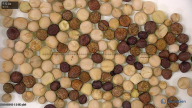 column seed