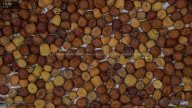 seed