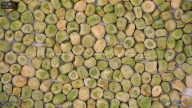 seed