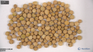 seed