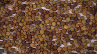seed