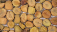 column seed