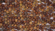 seed
