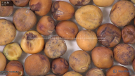 column seed