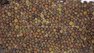 seed