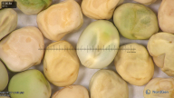column seed