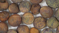 column seed