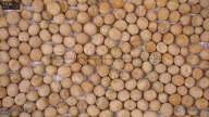 seed