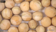 column seed