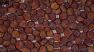 column seed
