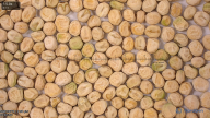 seed