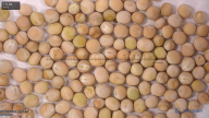column seed