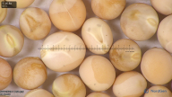 column seed