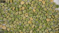 seed